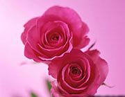 سینا سرلک  اسرار عشق و مستی با مدعى مگویید اسرار عشق و مستى