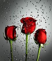 داستان زیبای وفای به عهد وفای به عهد