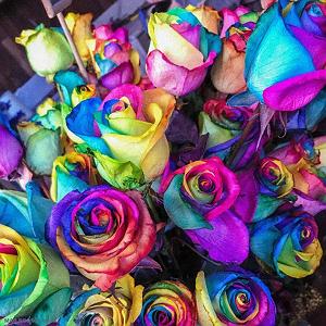 اهنگ فولکلور وساز دختر فراش باشی  – کبوتر دلم از لب بوم دلت نمیپره