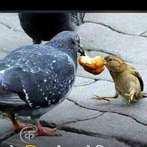 56 برنامه بستنی داغ  توکل در ازدواج ازدواج با روستایی نهی نشده ولی زندگی در روستا نهی شده