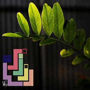 yalda روزمرگی با یلدا