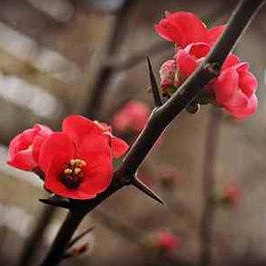 36 داستان یک وهابی  من سرباز توام تا تو زِ من بریده‌ای، من زِ جهان بریده‌ام