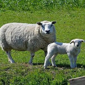 مونولوگ زیبای دلخوش گوسفند گوسفند