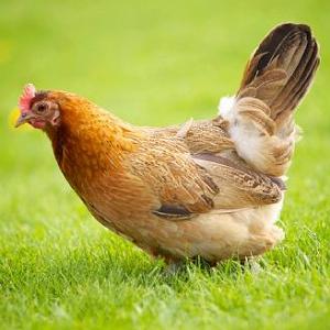 مونولوگ زیبای باران ای مرغ زیبا