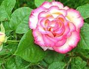 دوقلو ها و دوست روانی امنیت روانی و اجتماعی