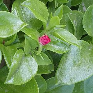 داستان بازاری خوش سرزبون 0. خوش آمدگویی