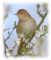 مونولوگ زیبای باد صبا بوى خوش تو هر كه ز باد صبا شنید