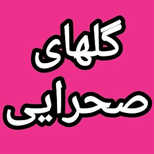 56 برنامه بستنی داغ  توکل در ازدواج گلهای صحرایی برنامه شماره ۵۶