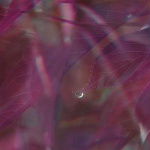 پادکست موسیقی الکترونیک سرناد 006 موسیقی الکترونیک رویایی Used To اثری از AK & Liam Thomas