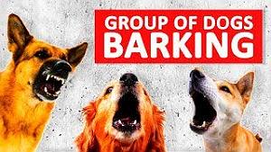 موسیقی برتر  انیمیشن isle of dogs (جزیره سگ ها) group of dogs barking sounds to make your dog bark hd