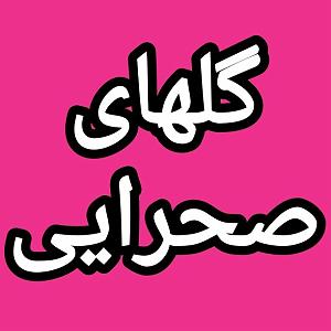 47 برنامه بستنی داغ  پیامد مثبت اندیشی گلهای صحرایی برنامه شماره ۴۷