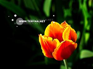 پولدارای عقده ای اى كه در كوى خرابات مقامى دارى