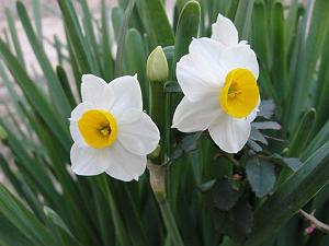 Ù¾Ø§Ø¯Ú©Ø³Øª ÚØ§Û  ÙØ¨Ø§Øª ترکی ینده توتور دور