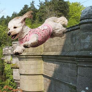 موسیقی برتر  انیمیشن isle of dogs (جزیره سگ ها) پل خودکشی سگ ها