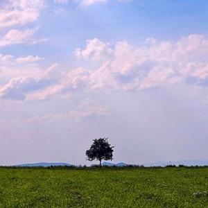 علیرضا قربانی  الله مزار الله مزار