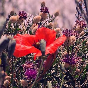 اهنگ فولکلور وساز دختر فراش باشی  یه دختر دارم شاه نداره صورتی داره ماه نداره