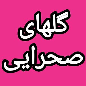 22 برنامه بستنی داغ  چرا دروغ؟ گلهای صحرایی برنامه شماره ۲۲