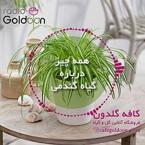 کافه مورد علاقه تو معرفی، نگهداری و تکثیر گیاه گندمی