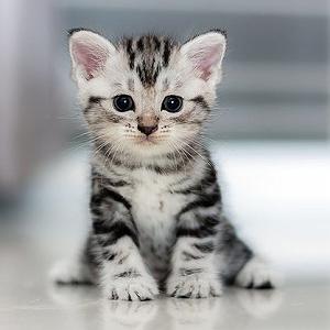 نمایشنامه عیادت کر  ⁦ᐠ｡ꞈ｡ᐟ⁩ خرخرهای دوستداشتنی   نمایشنامه