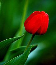 بی ادب بی‌ادب محروم ماند از لطف حق