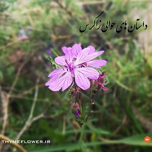 داستان‌های ارواح  Ghost Stories Telephon  داستان کوتاه تلفن