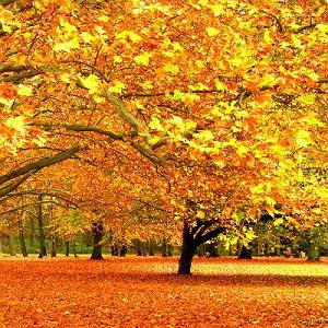 پاییز طلایی 2 پاییز طلایی (۲)