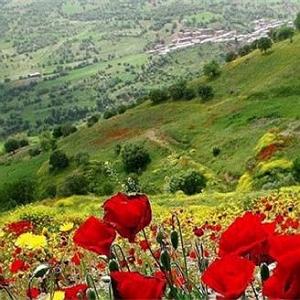 لاله لاله شوق لاله