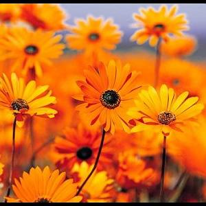 ÃÂÃÂ¾ÃÂÃÂ§ÃÂÃÂ¯ÃÂÃÂ©ÃÂÃÂ³ÃÂÃÂª ÃÂÃÂÃÂÃÂ§ÃÂÃÂ  ÃÂÃÂÃÂÃÂ¨ÃÂÃÂ§ÃÂÃÂª اذری