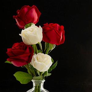 Habib  DonyaDonid Remix ریمیکس  دنیا دادرسان طلا