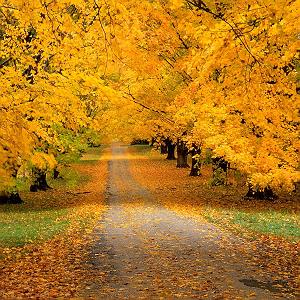 پاییز طلایی 2 پاییز طلایی (5)