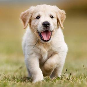 موسیقی برتر  انیمیشن isle of dogs (جزیره سگ ها) ✳️ سگ‌ها از کجا آمده‌اند؟ ✳️