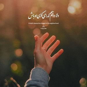 بندری هیپاپلوژیست قدیمی – وای وای ابادان