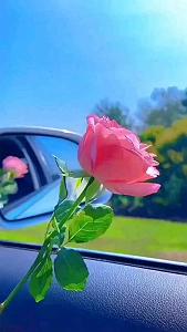 دختر از هم گسیخته اینستا – غم تقدیر هم قطار درد ما شده