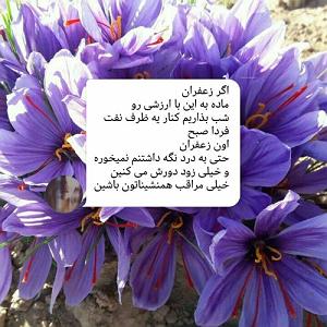 شهیاد حلقه طلایی ریمیکس – فریاد از این عشق شدم دیوونه