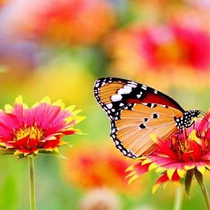 خوشحالی دختر کوچولوی خوشگل گريه خوشحالي