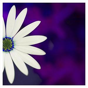 Brian Crain -  Piano Opus ballet of the little cafe(سولو پیانو)