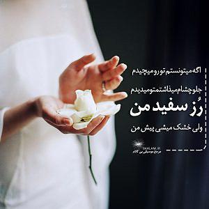 حامیم رز سفید