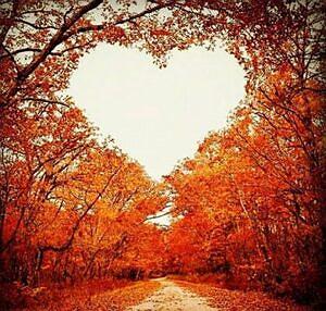 وحشی غریب وحشی دوستداشتنی