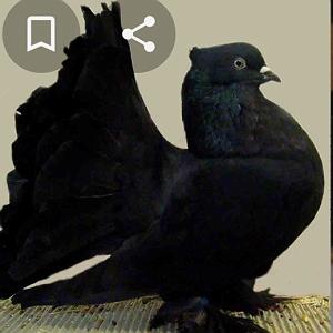 اخبار قتل های شهر ای با من و پنهان چو دل از دل سلامت می کنم (مولانای جان )