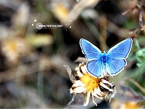 هوای دل باصدای محمدشیخی زازرانی دل من در هواى روى فرخ