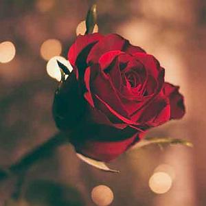 آلبوم با من بد کردی میخوام یجری عاشقت بشم