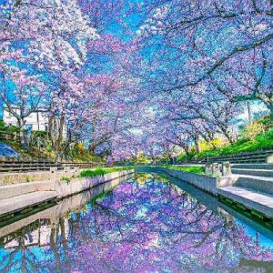 آلبوم آسیایی “فصل ها” اثری از Jia Peng Fang گریه نکن پور