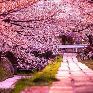 اعصاب داغون شهین و غلام روانی غلام سیاه ،غریب بود و حافظ قران به احترام ان صورت روی