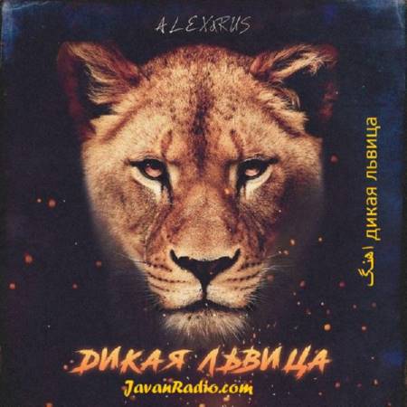 شیر وحشی alex rus дикая львица