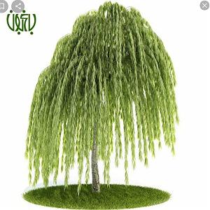 آلبوم مجنون زمانه تو را دوست دارم همانطور که هستی